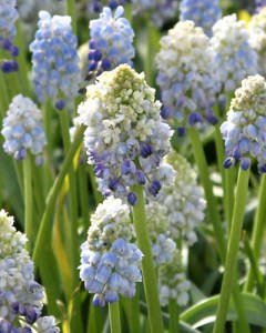 Muscari armeniacum Natures Beauty